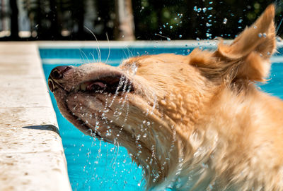 Close-up of dog in swimming pool