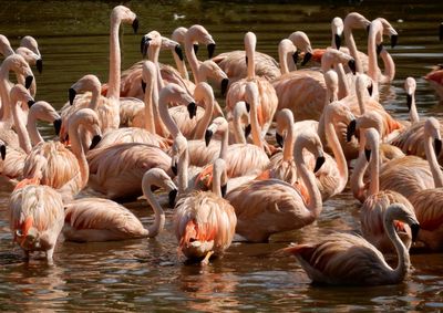 Flock of flamingos in lake