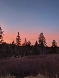 Trees on field against sky during sunset