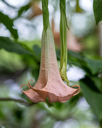 Close-up of red flowering plant