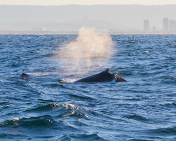 View of whale swimming in sea