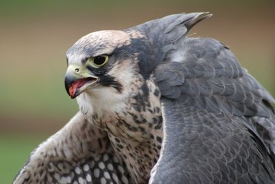 Close-up of a bird