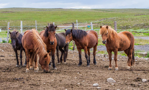 Iceland horses standing on field