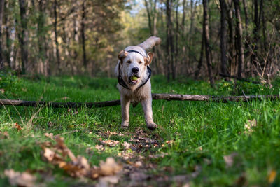 Dog running on field