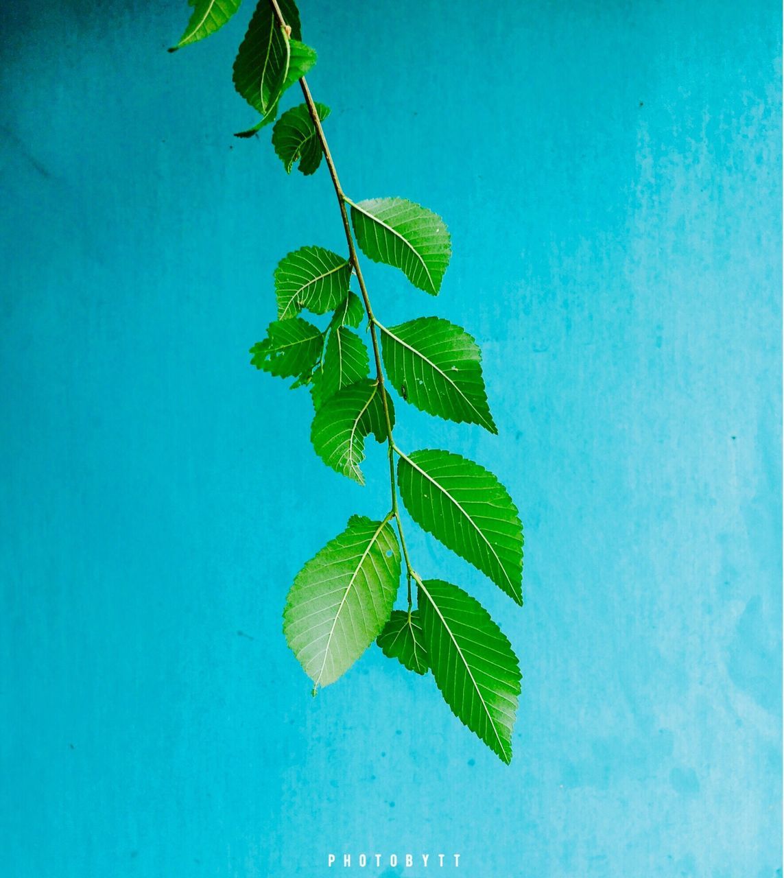 leaf, growth, green color, blue, plant, close-up, nature, green, stem, leaf vein, no people, growing, fragility, day, beauty in nature, leaves, outdoors, twig, botany, natural pattern, tranquility, focus on foreground