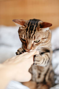 Cat relaxing on hand