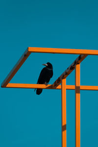 Low angle view of bird perching against blue sky