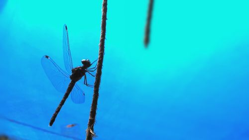 Close-up of damselfly on blue background