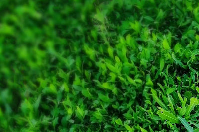 Full frame shot of plants growing on land