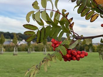 fruit