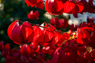 Close-up of red flowers blooming outdoors