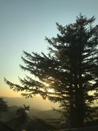 Low angle view of silhouette tree against sky during sunset