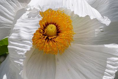 Close-up of white flower blooming outdoors
