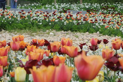 Tulips in field