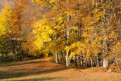 Trees in forest during autumn