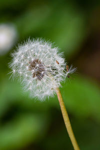 Close-up of dandelion flower