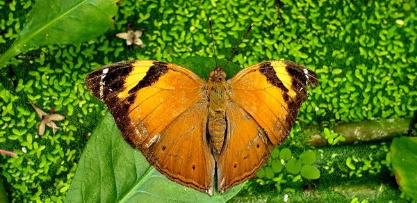 Close-up of butterfly on leaves