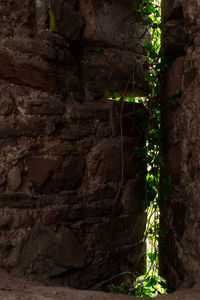 Low angle view of trees on wall