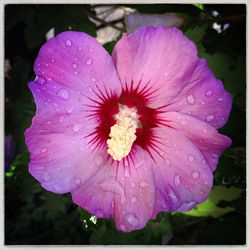 Close-up of wet pink flower blooming outdoors