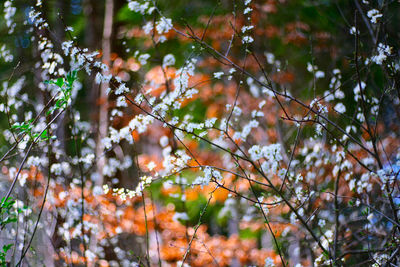 Low angle view of tree against plants