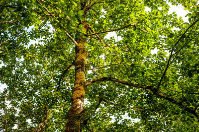 Low angle view of trees in forest