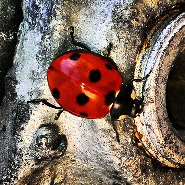 red, rusty, close-up, insect, weathered, outdoors, high angle view, textured, day, ladybug, one animal, old, metal, damaged, no people, hole, abandoned, animal themes, orange color, wildlife