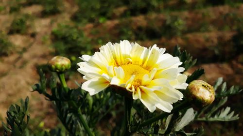 Close-up of white flower