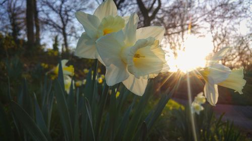 Close-up of fresh yellow flowers blooming against sky