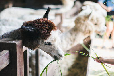 Cropped hand of child feeding llama at farm