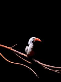 Close-up of bird perching on black background