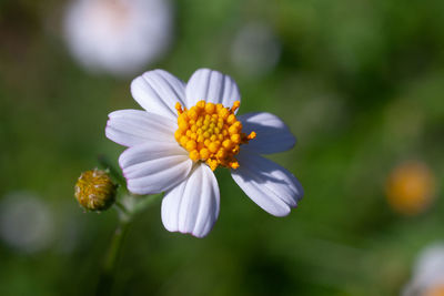 Close-up of white flower