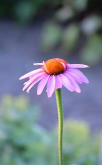 Close-up of purple flower