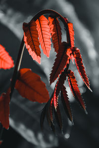 Low angle view of orange leaves hanging against sky