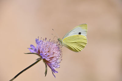 Close-up of butterfly pollinating on purple flower