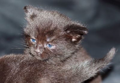 Close-up of kitten