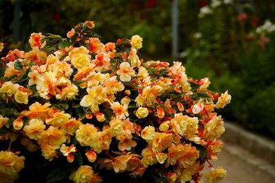 Close-up of yellow flowering plant in park