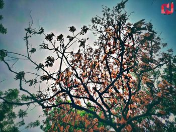 Low angle view of flowering tree against sky