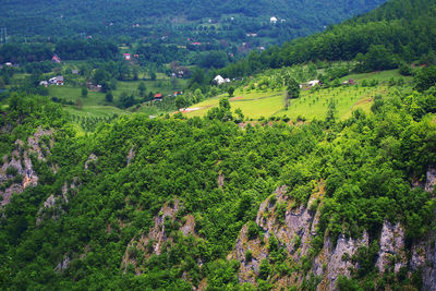 High angle view of trees on landscape