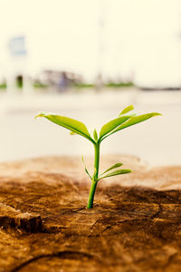 Close-up of plant growing on field