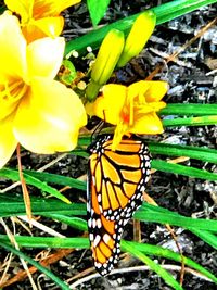 Close-up of butterfly on yellow flower