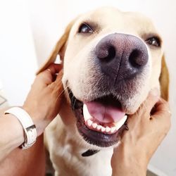 Close-up of hand holding dog