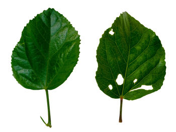 Close-up of green leaves against white background