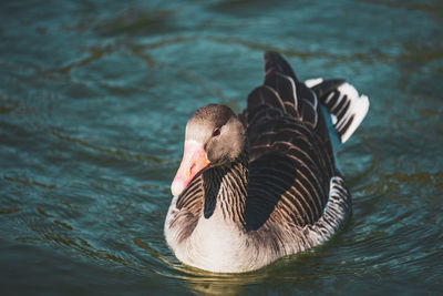 Close-up of duck swimming in lake