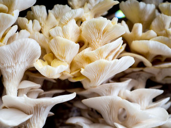 Close-up of white mushrooms