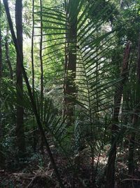 View of trees in forest