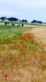 Scenic view of field against sky