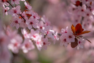 Close-up of pink cherry blossoms in spring