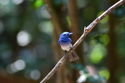 animal wildlife