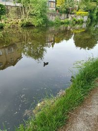 High angle view of bird in lake