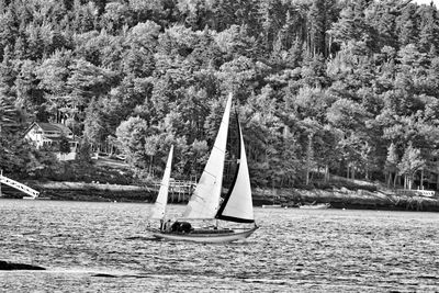 Sailboat sailing on river by trees in forest